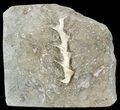 Archimedes Screw Bryozoan Fossil - Illinois #53346-1